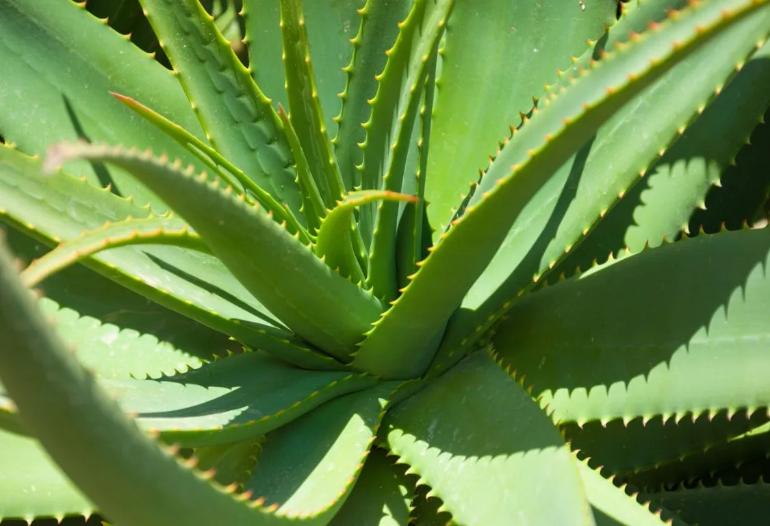 Aloe Vera