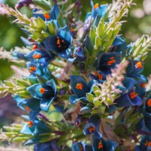 Blå Puya